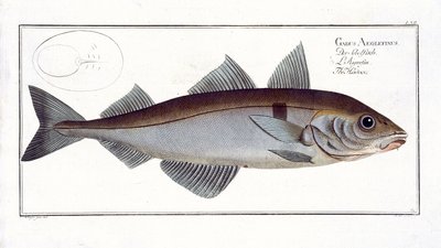 Haddock (Gadus Aeglefinus) plate LXII from 